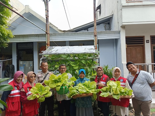 Panen Pokcay Hidroponik di Genteng Candirejo Surabaya, Polisi dan Warga Perkuat Ketahanan Pangan