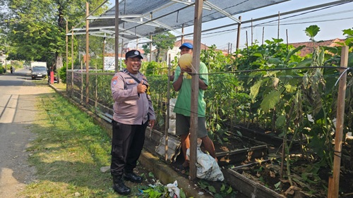 Kebun Melon di Kertajaya Jadi Bukti Nyata Program Ketahanan Pangan