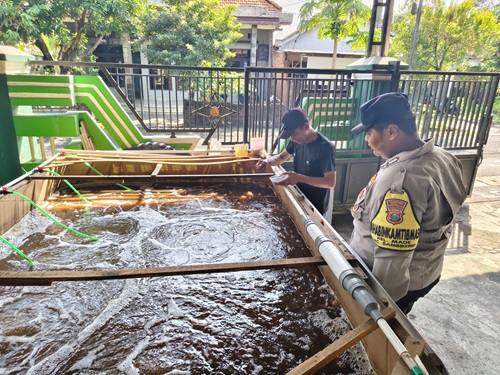 Bhabinkamtibmas Polsek Lakarsantri Dampingi Warga Made Budidayakan 1.500 Ikan Nila untuk Ketahanan Pangan