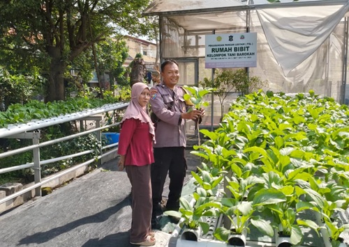 Bhabinkamtibmas Babat Jerawat Dampingi Poktan Barokah Kembangkan Hidroponik untuk Dukung Ketahanan Pangan