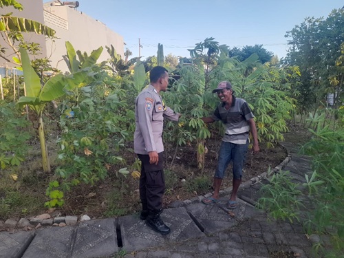 Ketahanan Pangan dari Pekarangan | Bhabinkamtibmas Ajak Warga Lidah Wetan Budidaya Singkong